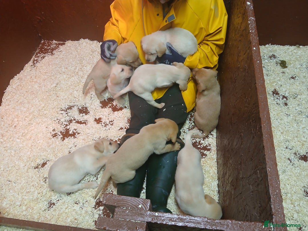 Labrador Retriever dogs for sale: Beautiful yellow/Red KC Labrador Puppies - Image 13