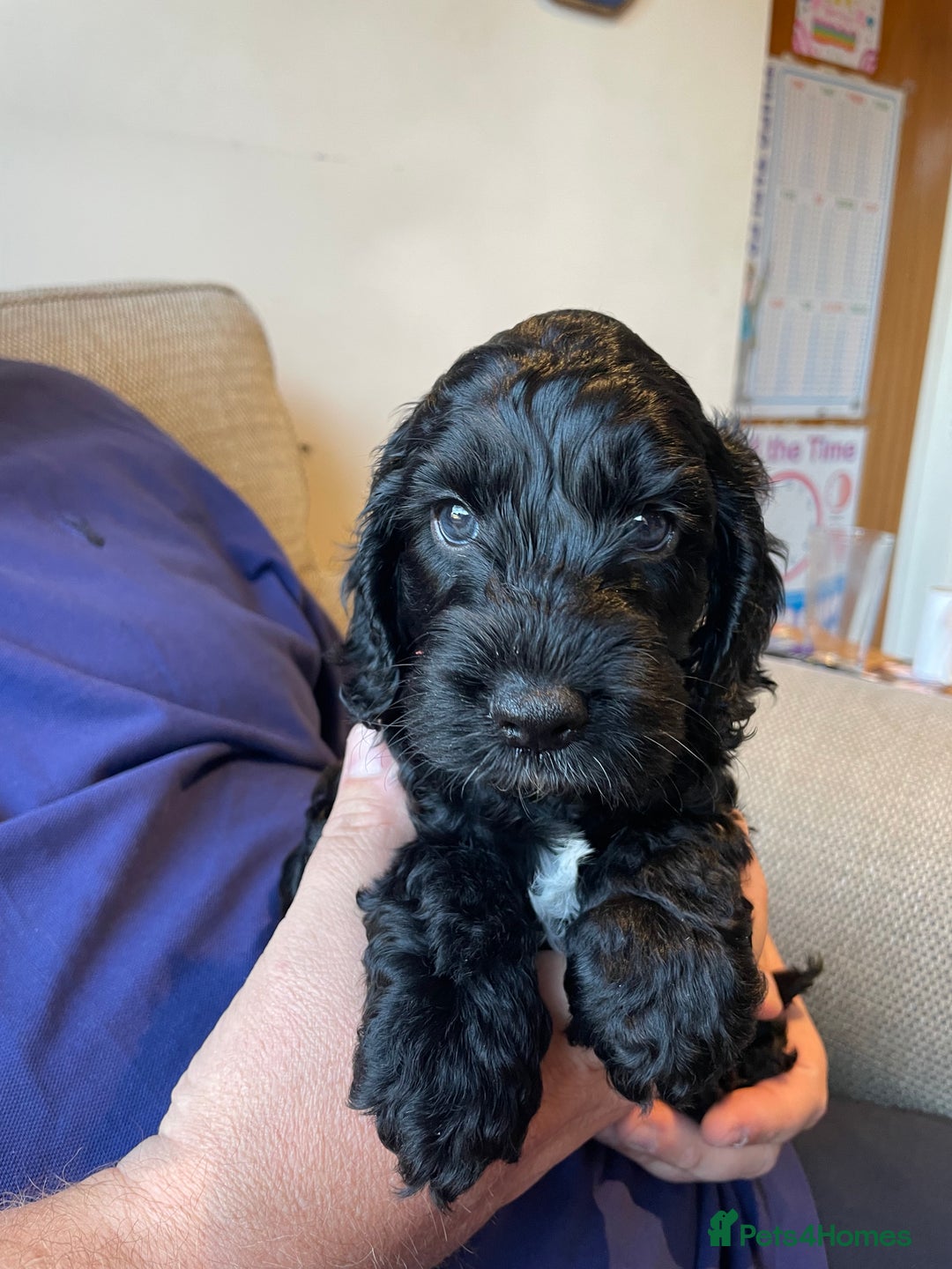 Cockapoo dogs for sale: Show Type F1 Cockerpoos. KC parents & health tests - Image 2