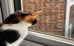 Mixed Breed cats for adoption: 🌸 From Survivors to Soulmates – Adopt Alba & Bogo - Image 7