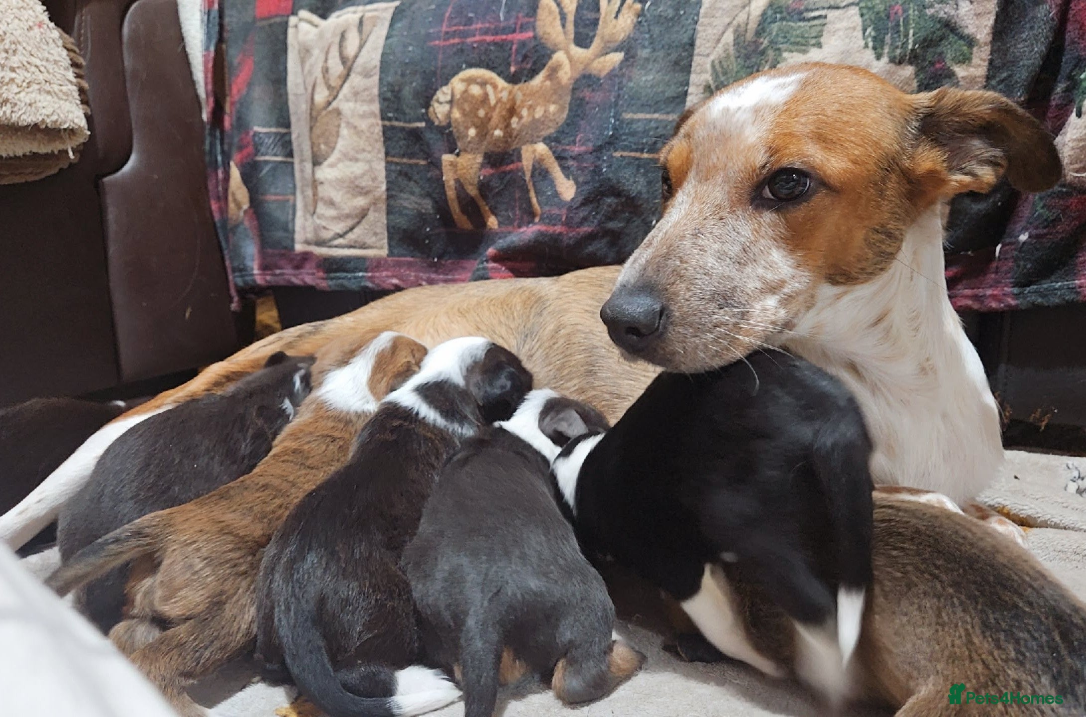 Mixed Breed dogs 🐾Border Collie x Blue Heeler/Ridgeback Pups🐾 - Advert 10
