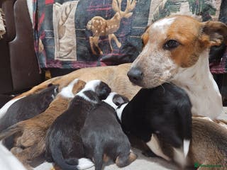 Mixed Breed dogs 🐾Border Collie x Blue Heeler/Ridgeback Pups🐾 - Advert 1