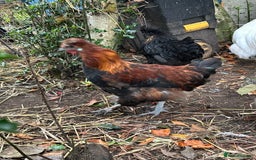 Chickens poultry for sale: Handsome boy - Image 2