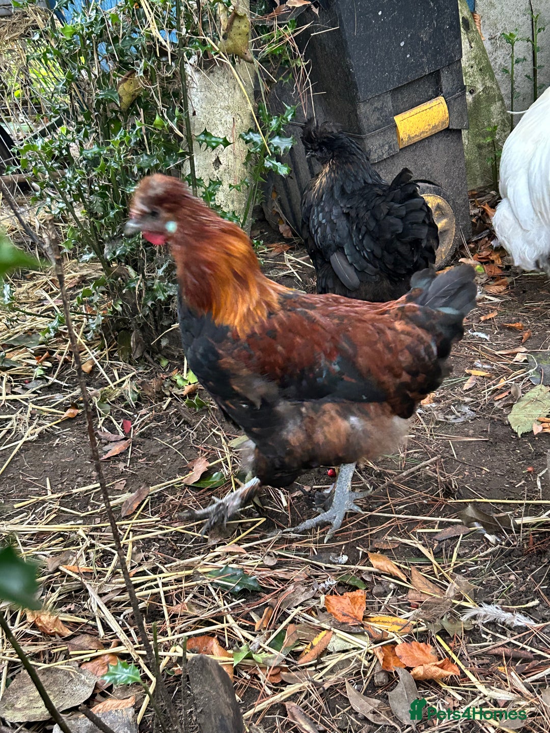 Chickens poultry for sale: Handsome boy - Image 2