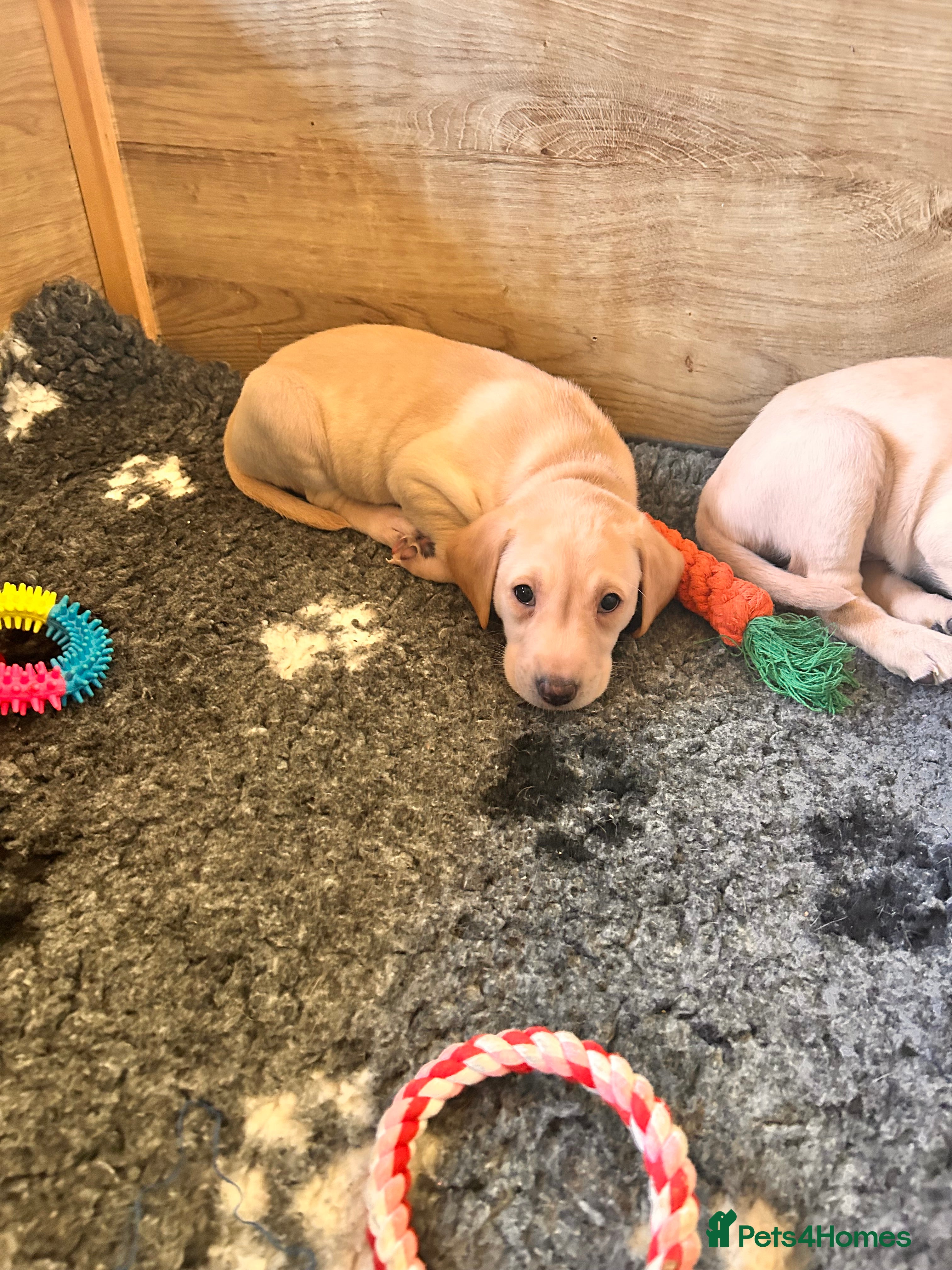 Labrador Retriever dogs Beautiful KC Reg Labrador Puppies: Ready 1st May - Advert 2
