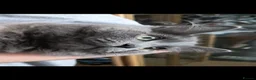 Nebelung cats for sale: Sweet cat looking for new home - Advert 3