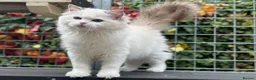 Ragdoll cats for sale: Last litter girl ready to leave  - Advert 8