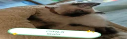 Ragdoll cats for sale: Ragdoll  - Advert 7