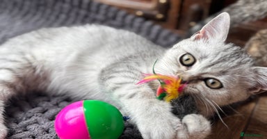British Shorthair cats - Advert 6