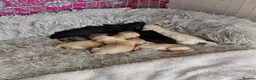 Cockapoo dogs for sale: 5* F2B Merle Cockapoo Puppies 🐶  - Advert 15
