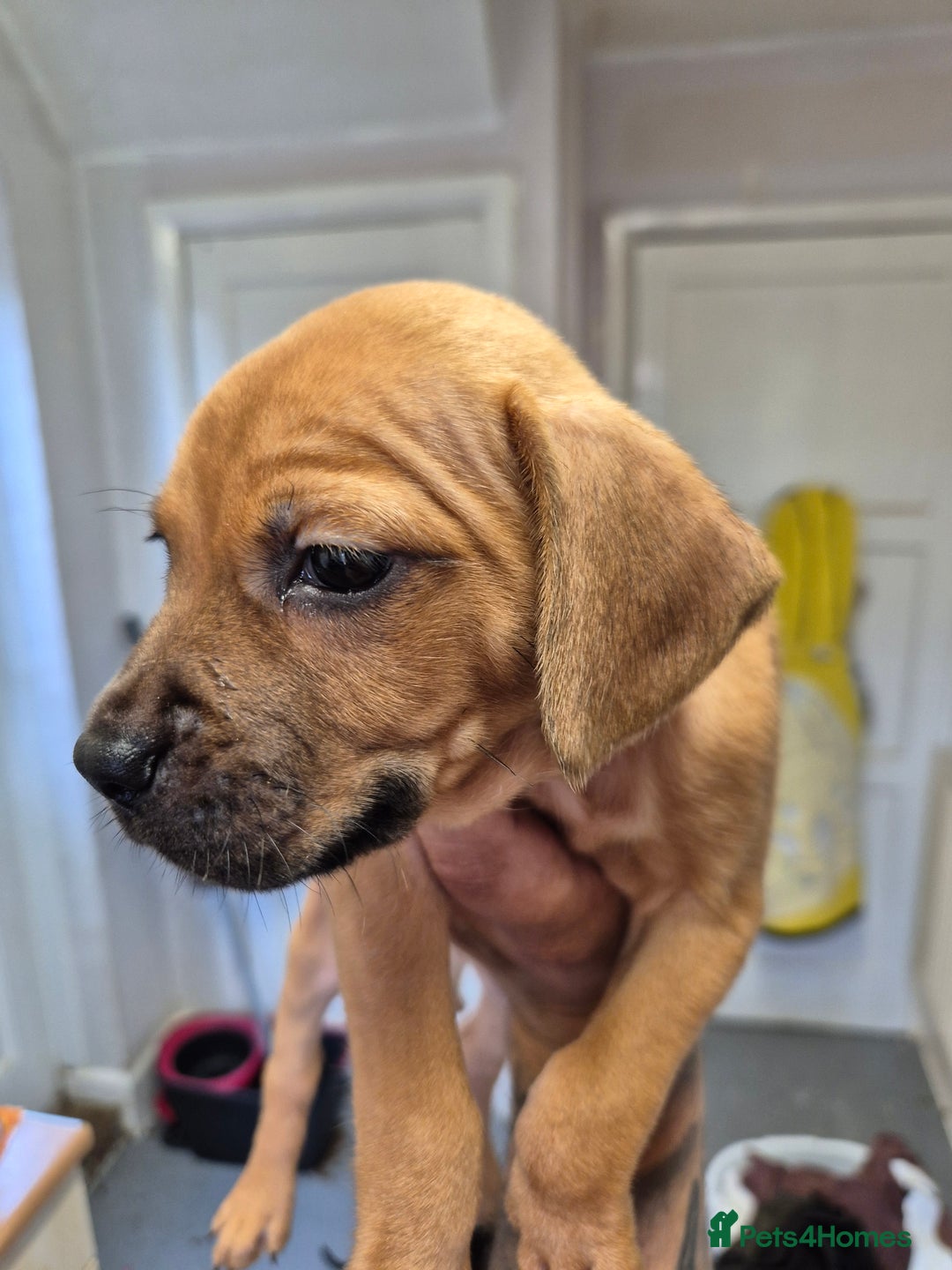 Mixed Breed dogs for sale: Beautiful litter of pups - Image 9