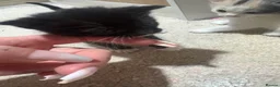 Mixed Breed cats for sale: Mixed breed beautiful kittens  - Advert 24