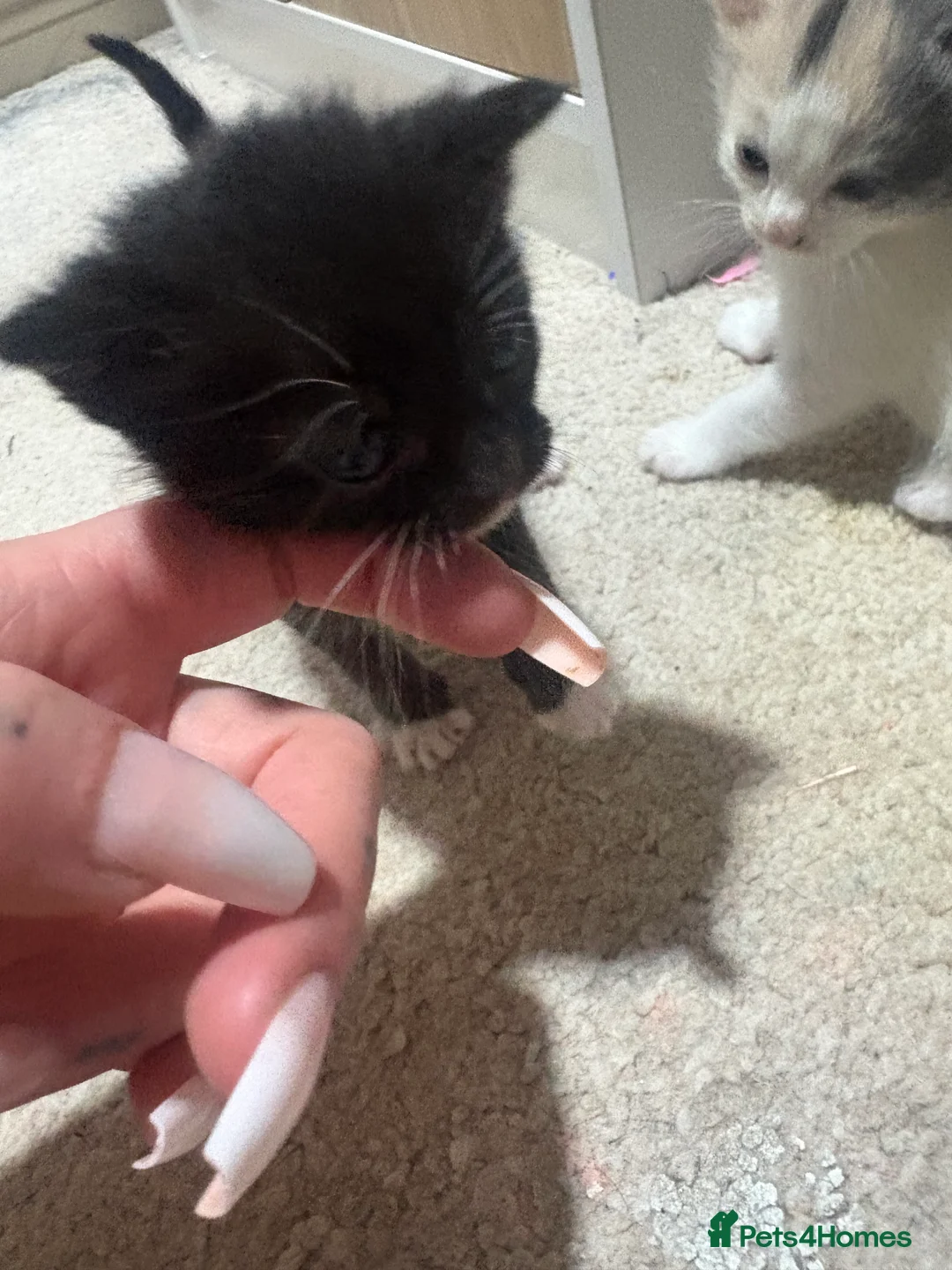 Mixed Breed cats for sale: Mixed breed beautiful kittens  - Advert 24