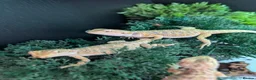 Bearded Dragon reptiles for sale: Hand tame - Advert 10