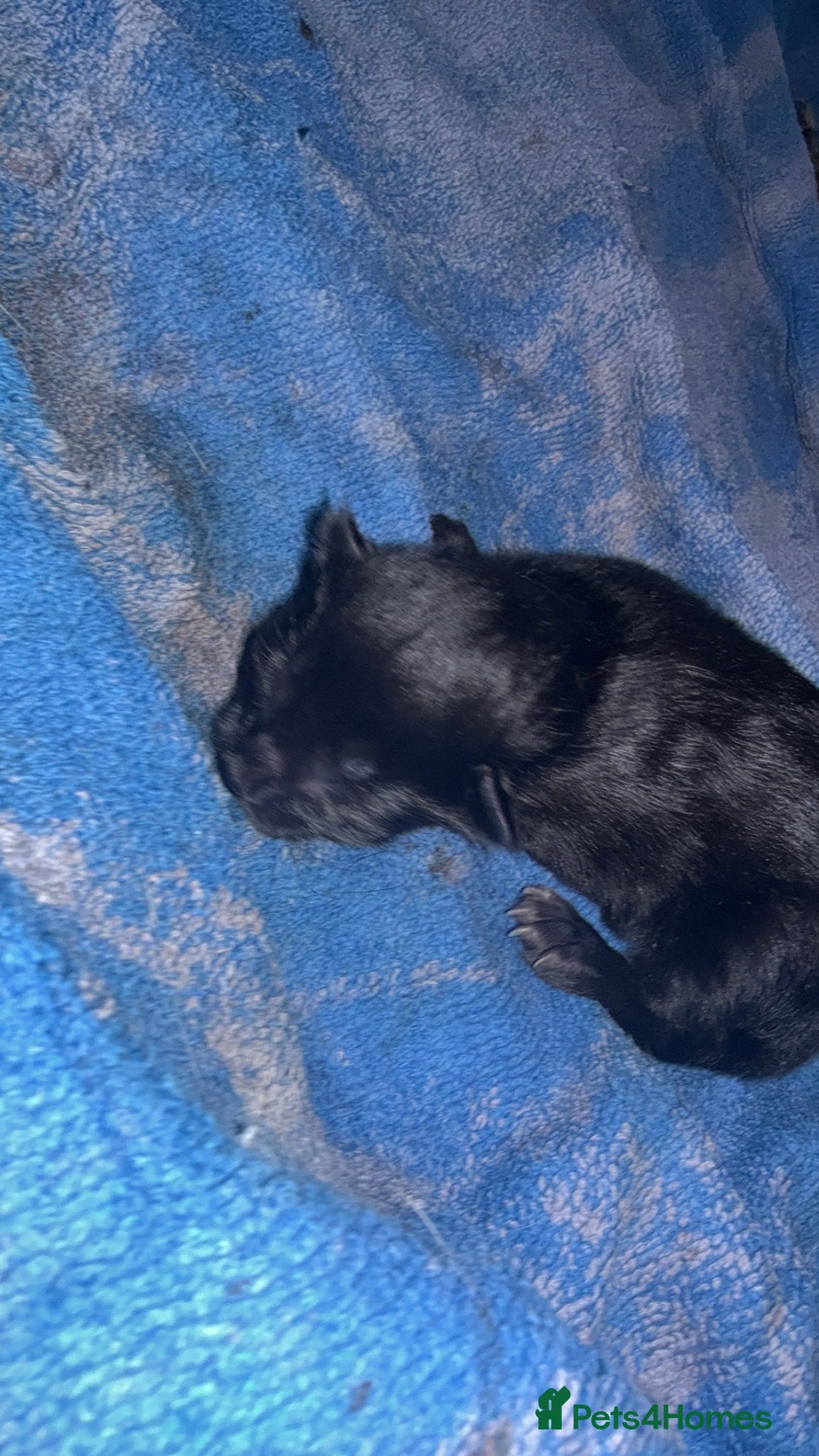 Mixed Breed cats for sale: 4 newborn kittens - Image 5