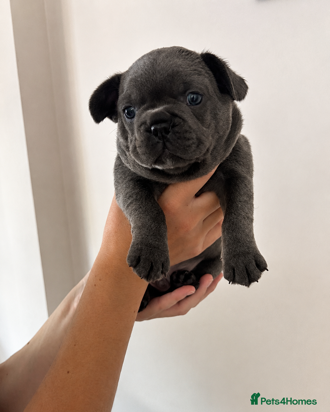 French Bulldog dogs Exceptional KC French Bulldog Puppies - Advert 2