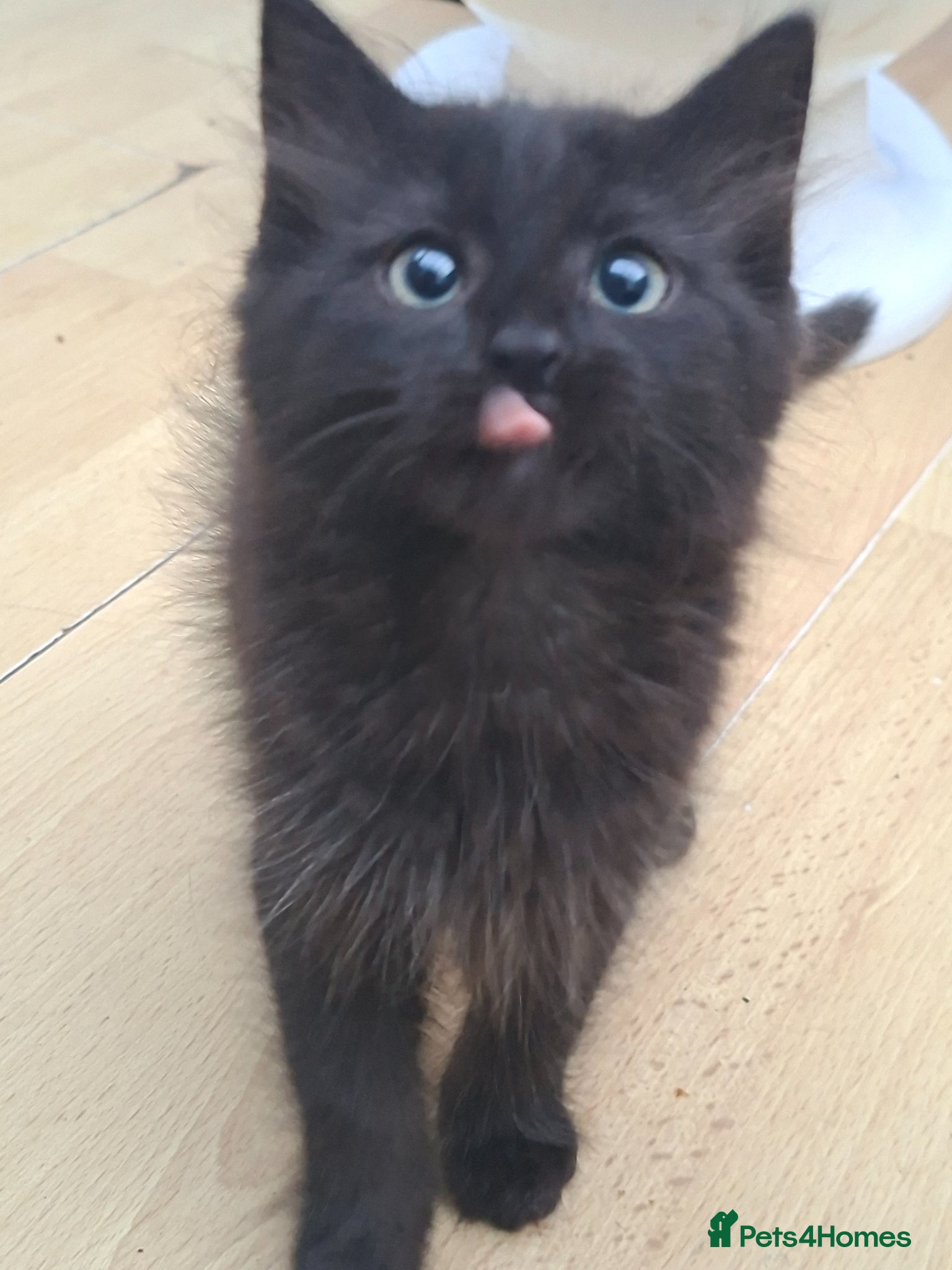 British Longhair cats Open to Offers - Cute fluffy black/ brown kittens  - Advert 5