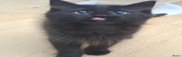 British Longhair cats for sale: Cute fluffy black/ brown kittens  - Advert 7