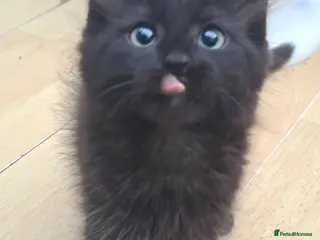 British Longhair cats Open to Offers - Cute fluffy black/ brown kittens - Advert 6