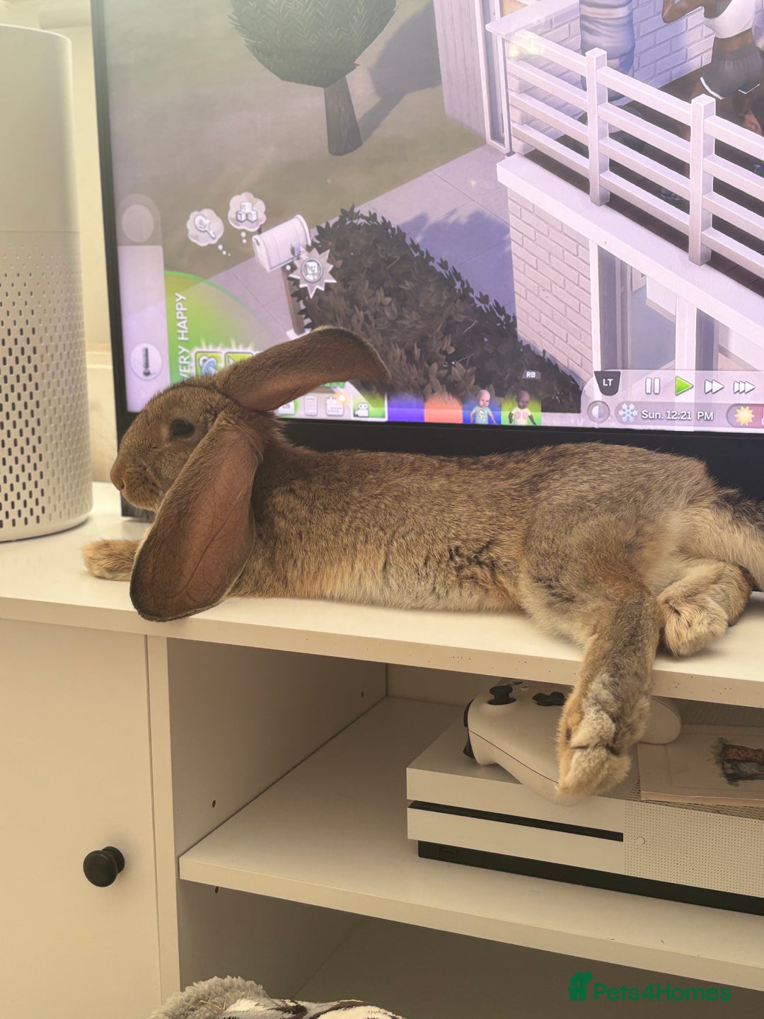 Continental Giant rabbits for sale: Míro The Continental Giant Rabbit - Advert 6