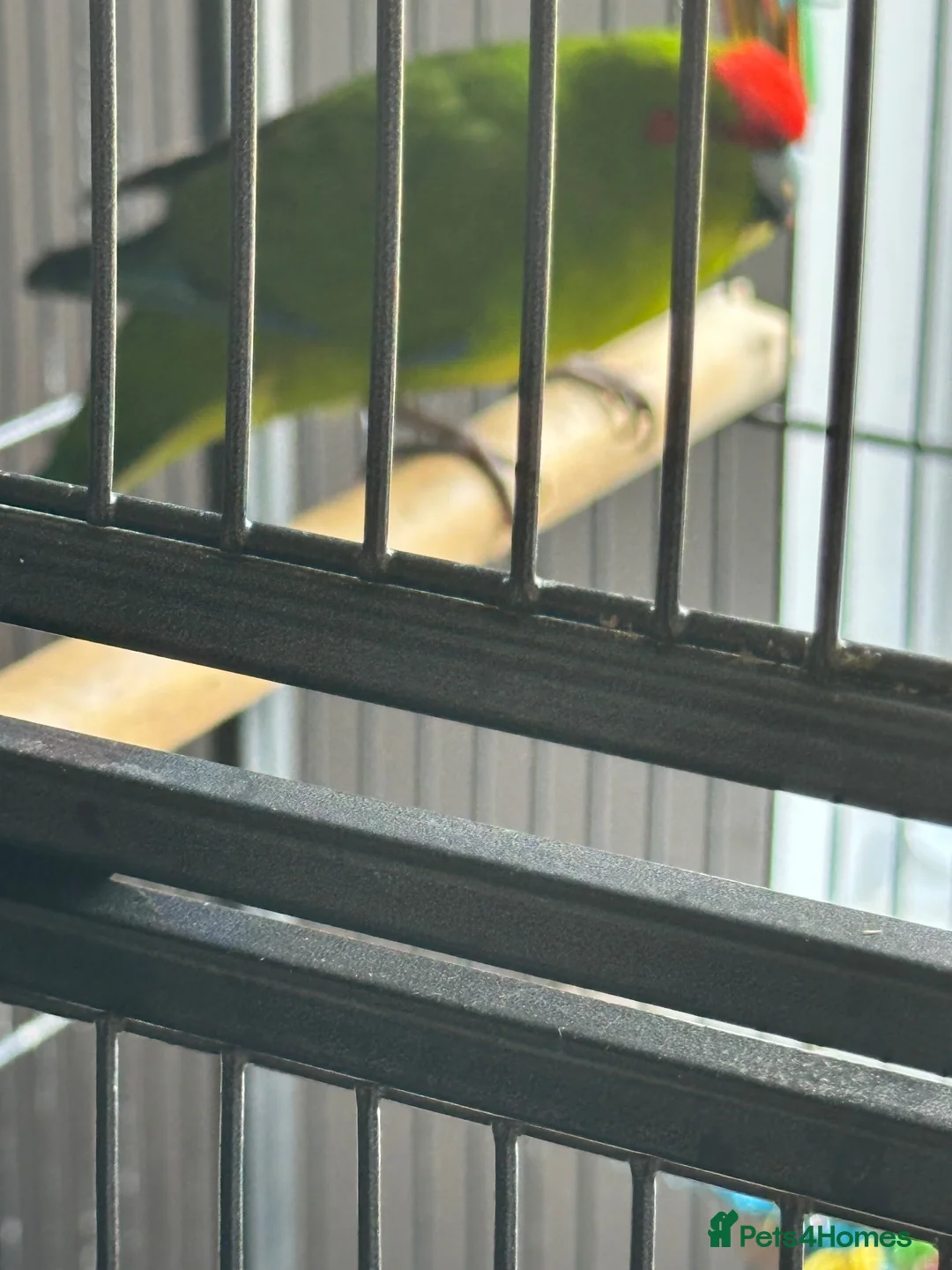 Parakeets birds for sale: Male Kakariki - Advert 2