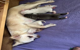 Chihuahua dogs for sale: 3 beautiful long haired Chihuahuas  - Image 10