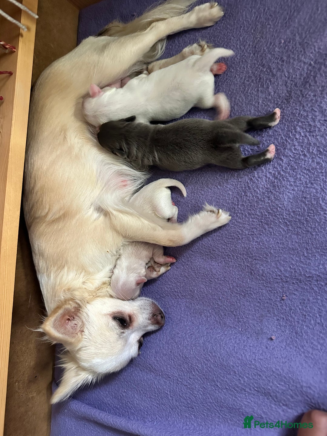 Chihuahua dogs for sale: 3 beautiful long haired Chihuahuas  - Image 10