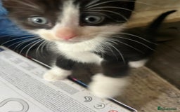 Mixed Breed cats for sale: Scottish fold cross for sale  - Image 2