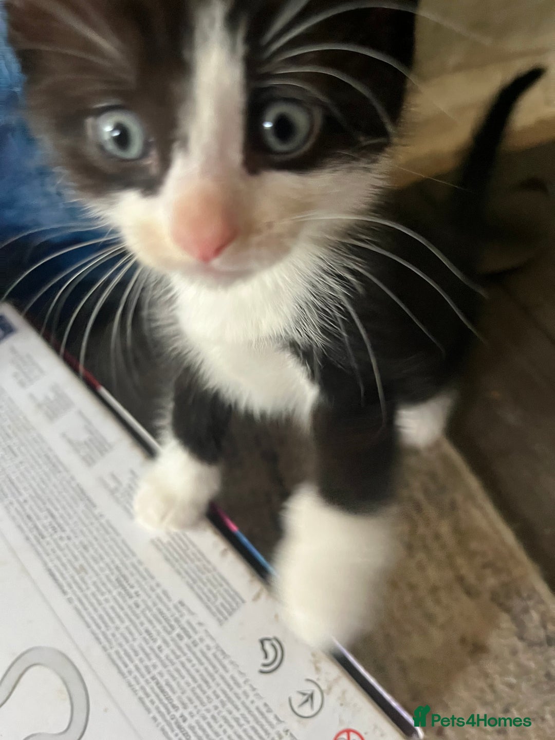 Mixed Breed cats for sale: Scottish fold cross for sale  - Image 2