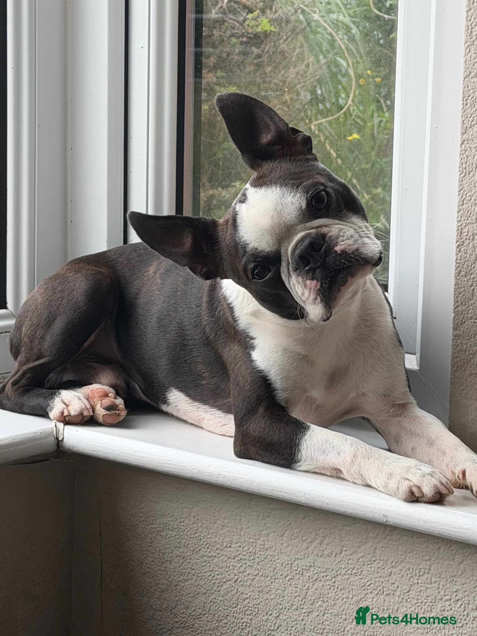 Boston Terrier dogs 🐾 KC Registered Boston Terrier for stud duty’s 🐾 - Advert 6