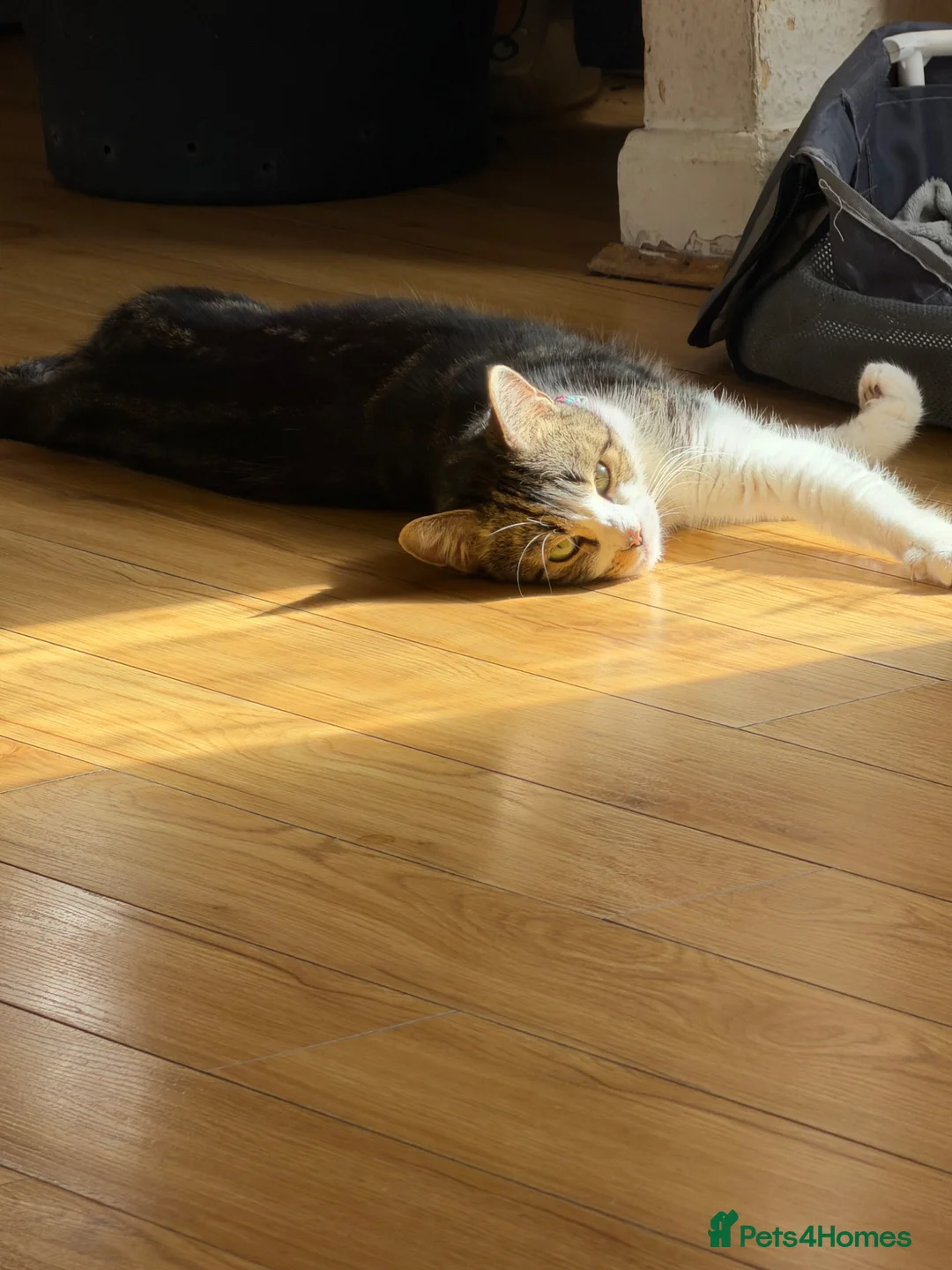 European cats for sale: Kittens for sale  - Advert 1