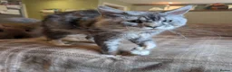 Maine Coon cats for sale: Handsome Maverick  - Advert 5