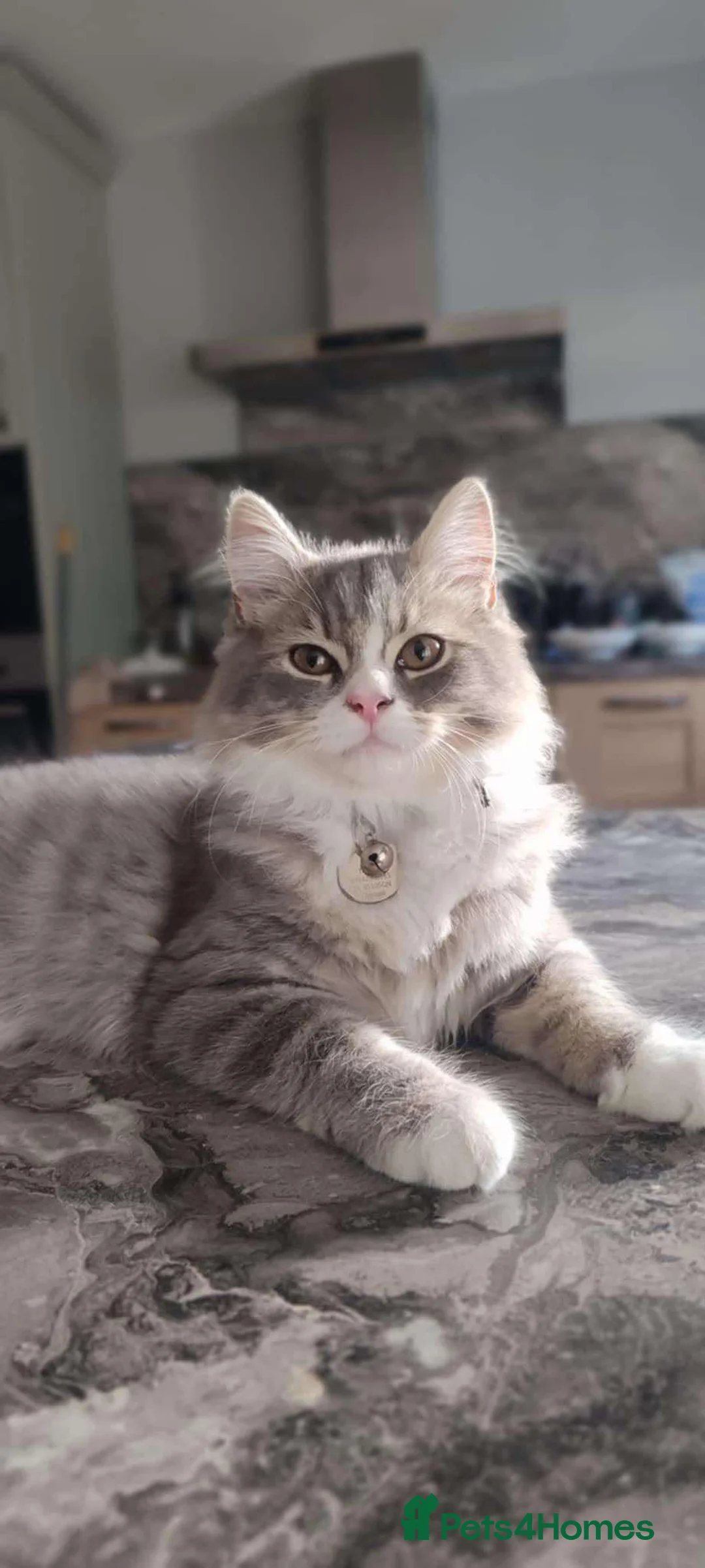 Norwegian Forest Cat cats for stud: Fluffy Romeo Seeking His Juliet – Meet Felix! in Bristol - Advert 9