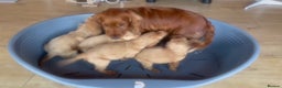 Cocker Spaniel dogs for sale: Beautiful golden puppies ready to leave now! - Advert 18