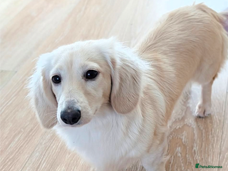 Miniature Dachshund dogs Pale cream longhaired - Advert 3
