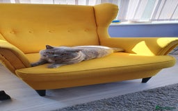 British Shorthair cats for sale: British shorthair kittens - Image 2