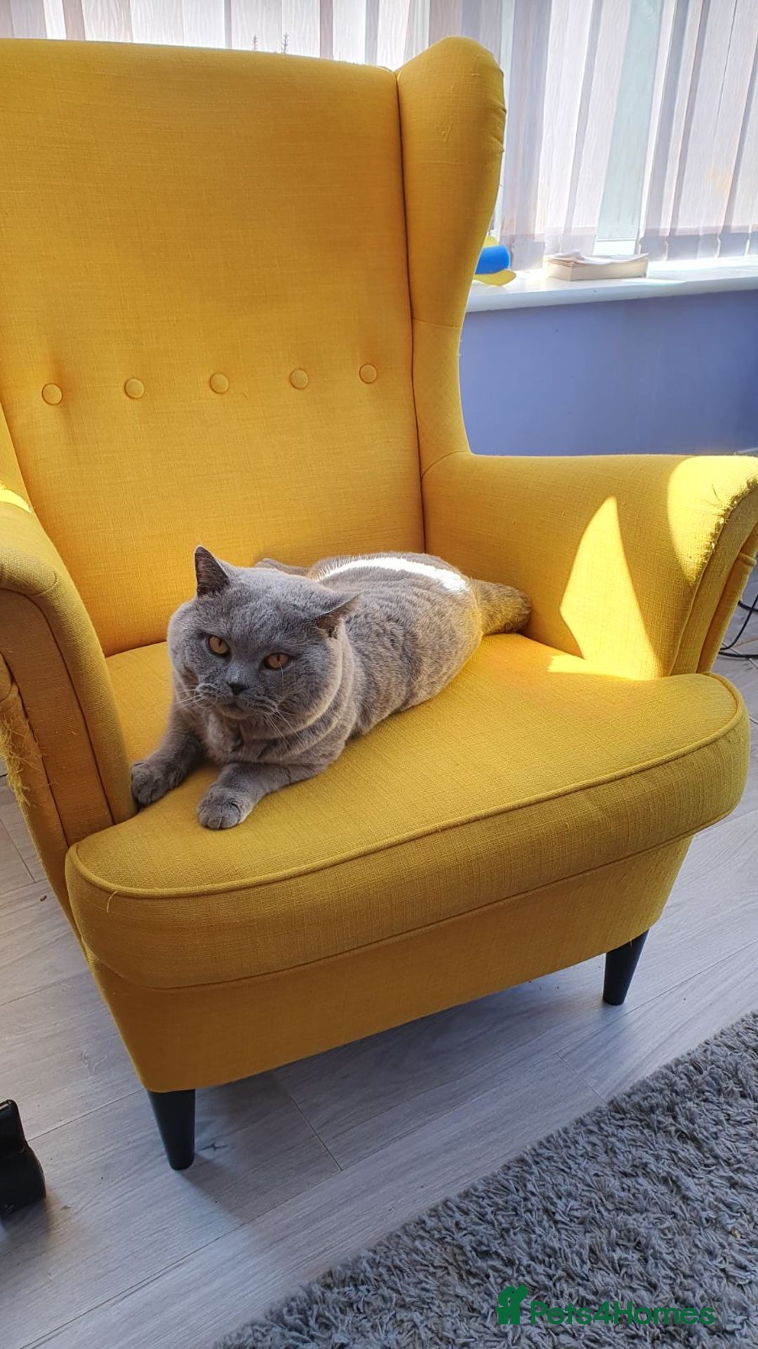 British Shorthair cats for sale: British shorthair kittens - Image 2