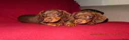 Miniature Dachshund dogs for sale: Miniature daschund puppies in Bedford - Advert 5