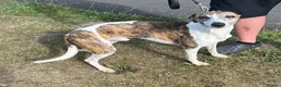 Whippet dogs for sale: Whippet in Stanley - Advert 1
