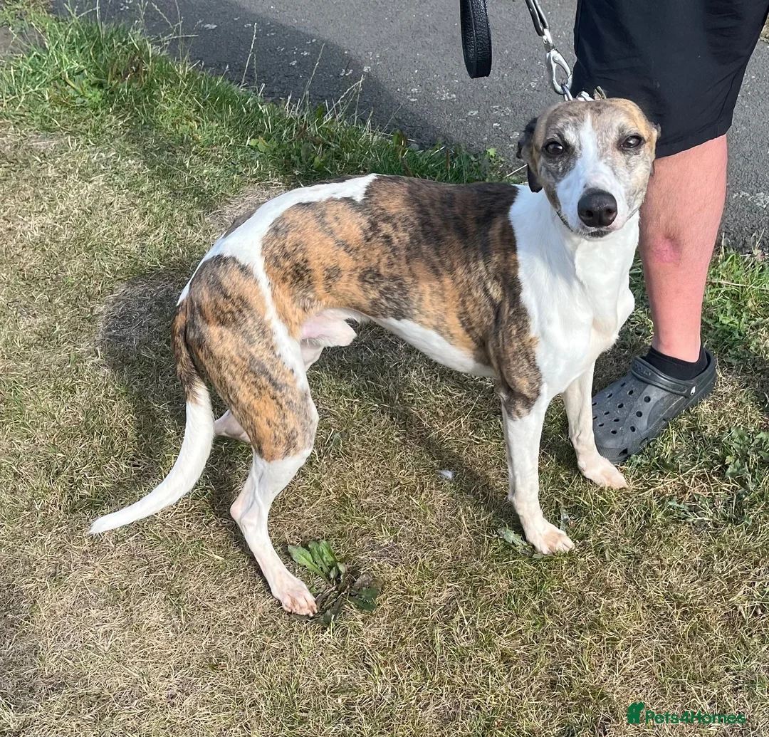 Whippet dogs for sale: Whippet in Stanley - Advert 1