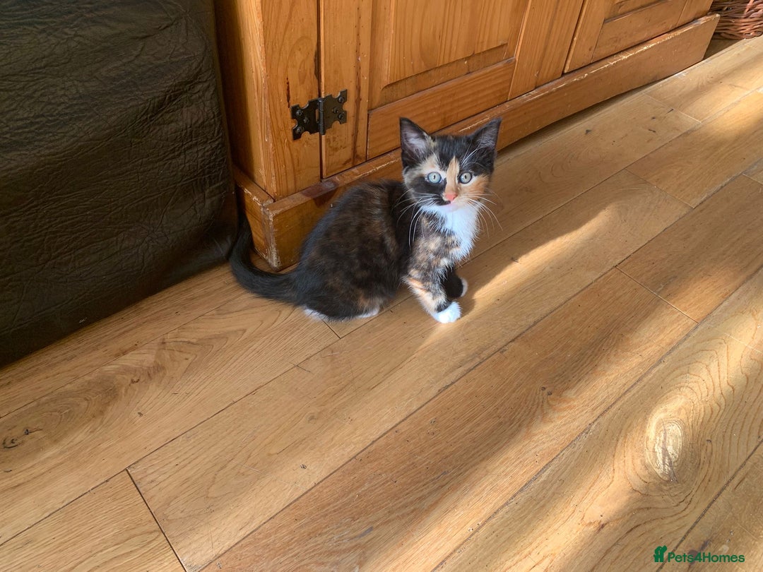 Mixed Breed cats for sale: Kittens  - Image 3