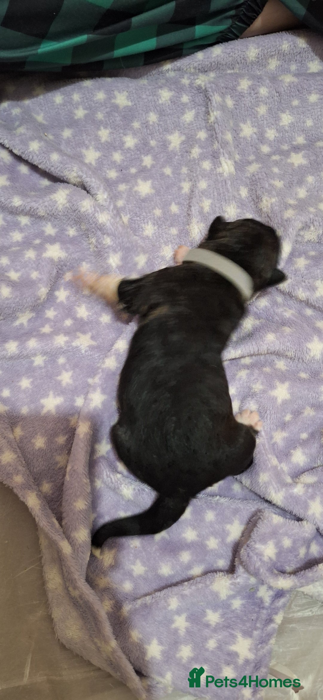 Mixed Breed dogs for sale: 10 Alaskan Shepherds for sale - Advert 10