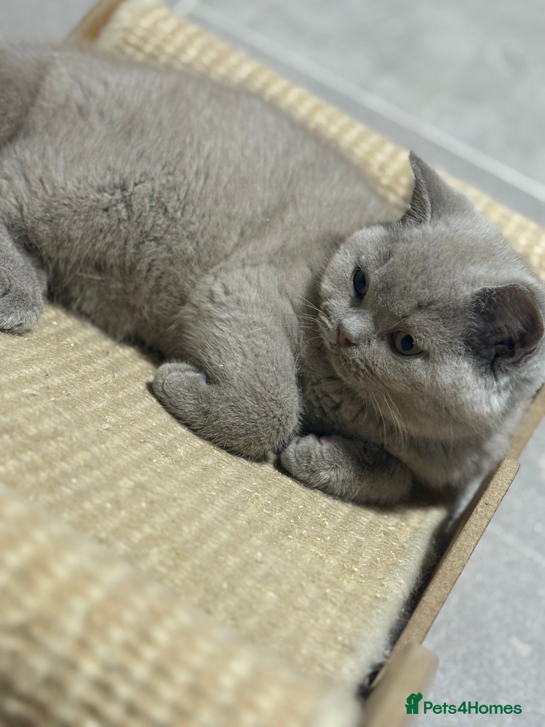 British Shorthair cats for sale: Lilac male ready this week  - Image 2