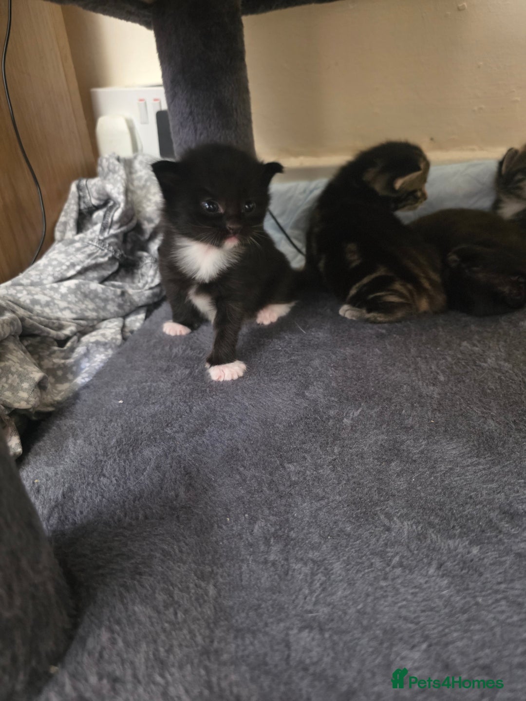 Mixed Breed cats for sale: Scottish fold X brittish short hair  - Image 2