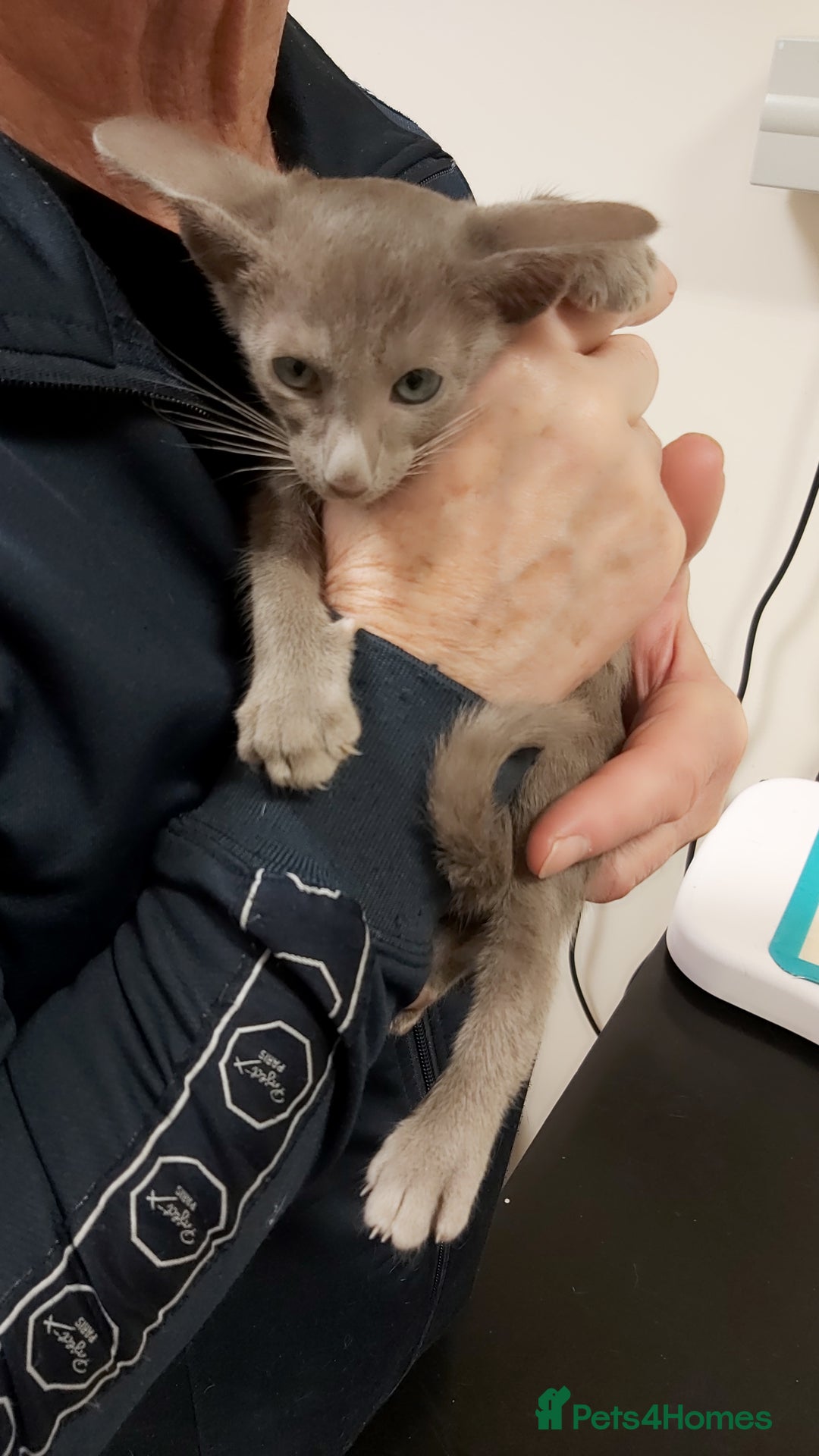 Oriental cats for sale: Full Pedigree Oriental 1 Kitten XL size ears GCCF - Advert 6