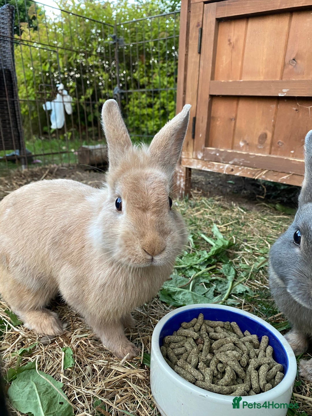 Lionhead rabbits for sale: Beautiful Lionhead rabbit 4 months old girl  - Image 3