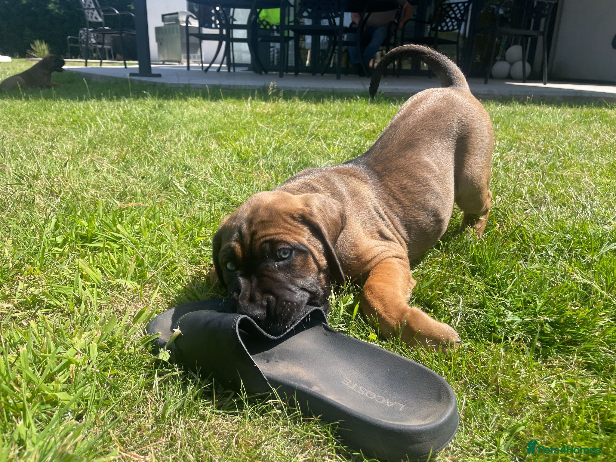 Cane Corso dogs Beautiful Cane Corso Puppies – 1 Girl Left - Advert 2