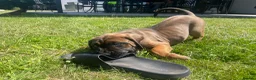Cane Corso dogs for sale: Beautiful Cane Corso Puppies – 1 Girl Left - Advert 4