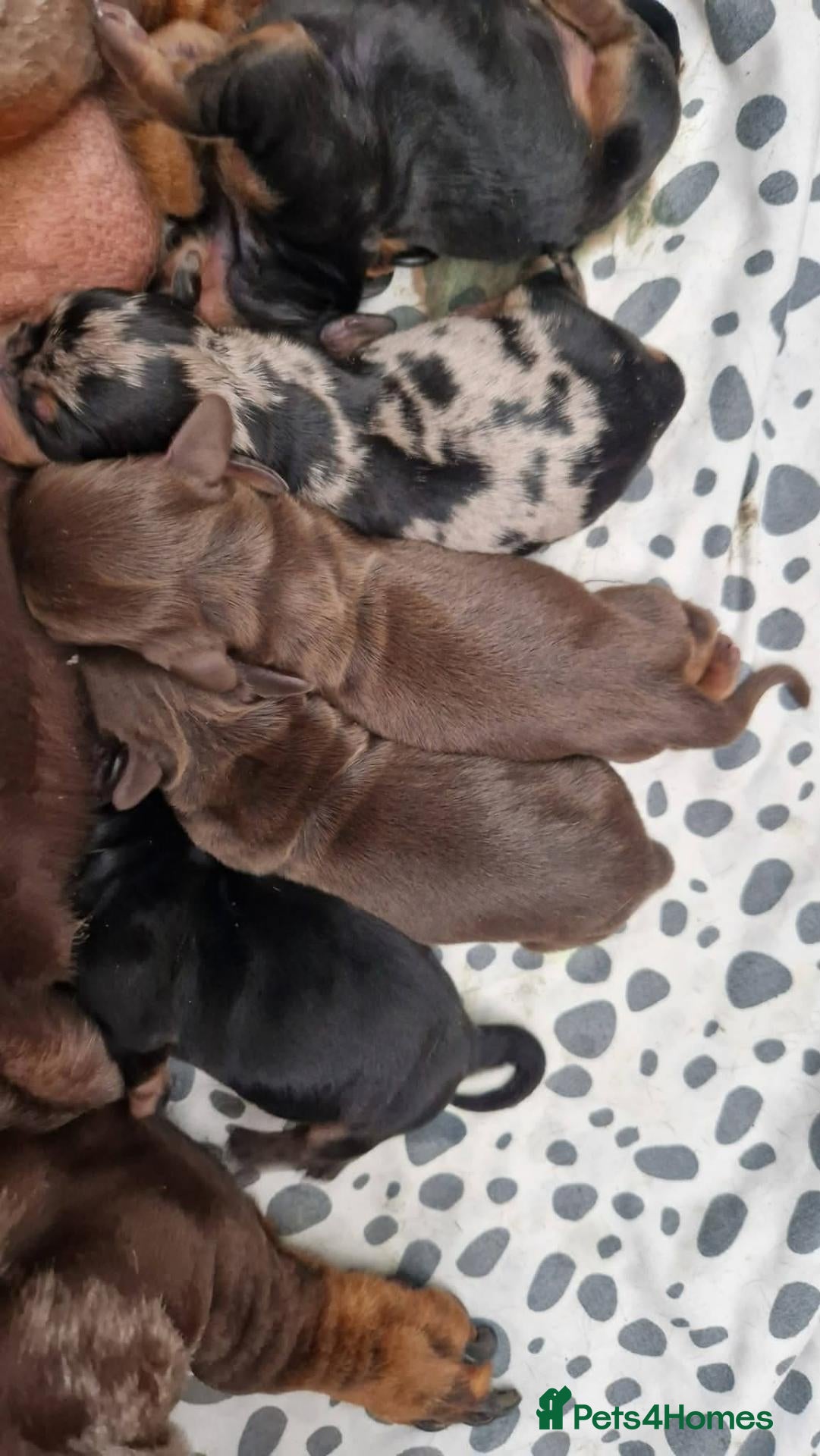 Miniature Dachshund dogs Can go KC reg PRA CLEAR MINIATURE DACHSHUND - Advert 1