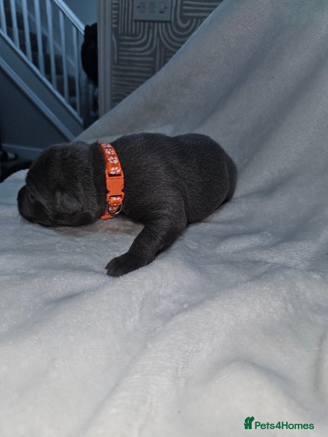 Staffordshire Bull Terrier dogs for sale: Beautiful chunky blues! - Advert 7