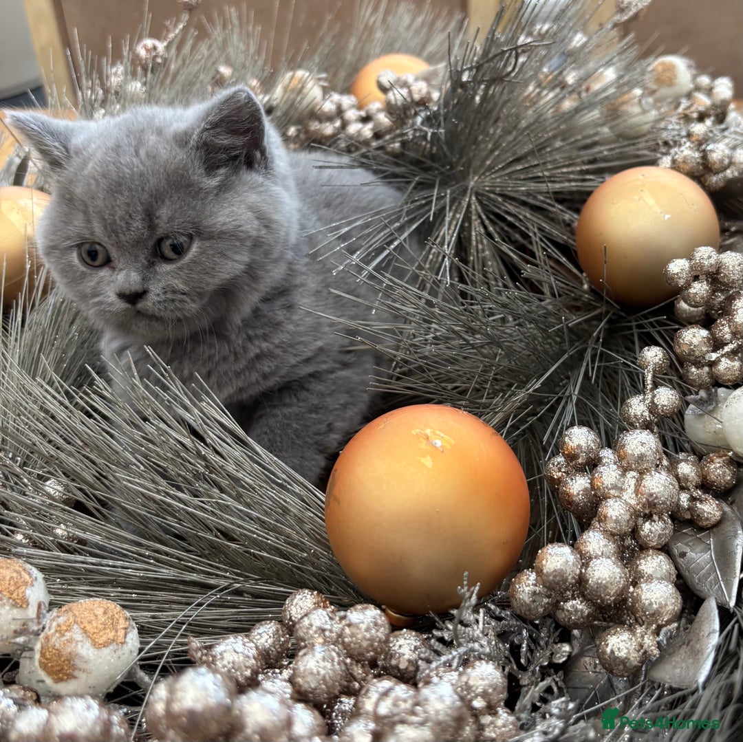 British Shorthair cats for sale: Full British shorthair kittens, London - Advert 12